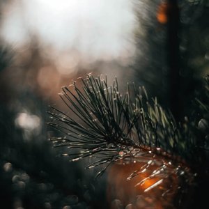 01_StonePine_Menu 01_StonePine_Menu