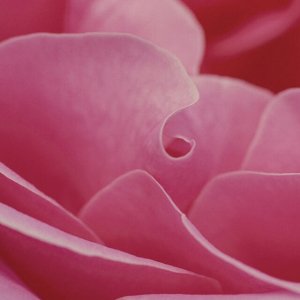 04_RoseJasmine 04_RoseJasmine