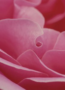 08_White-muskCyclamen-1