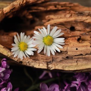 08_White-muskCyclamen-2