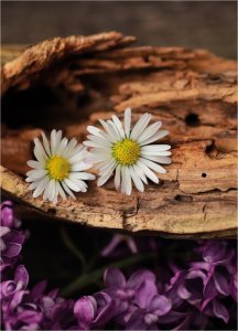 08_White-muskCyclamen