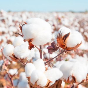 11_Cotton-flowers 11_Cotton-flowers