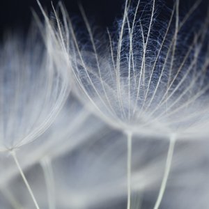 13_TalcWhite-flowers-1 13_TalcWhite-flowers-1