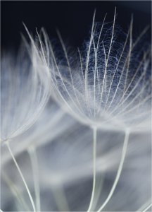 13_TalcWhite-flowers